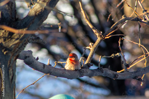 robin on a branch in winter