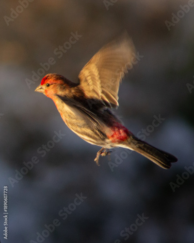robin in snow