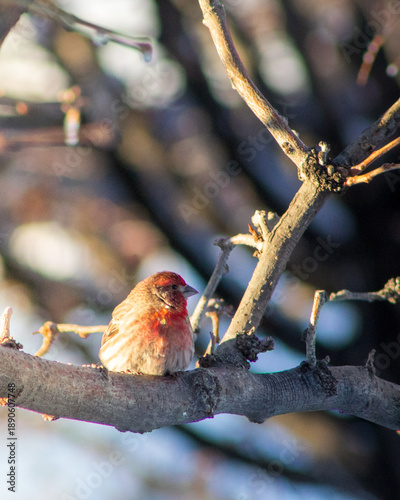 sparrow on a branch