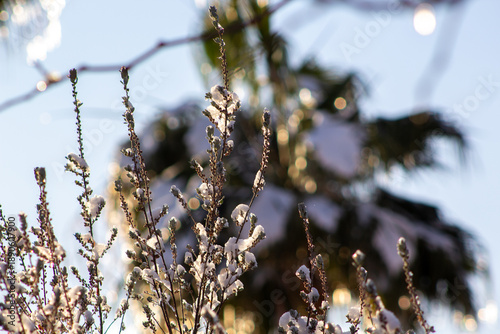 snow covered branches of a tree with palm trees