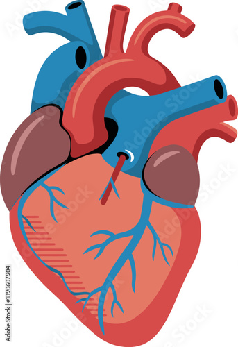 A detailed illustration of a human heart showcasing its internal anatomy