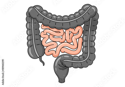 Vector illustration of the human digestive system, clearly showing the intestines and colon, isolated on a white background