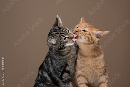 two cute kittens kissing each other. young tabby and ginger cat licking each others faces