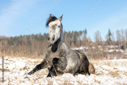 Fotografi Pferd steht im Schnee auf