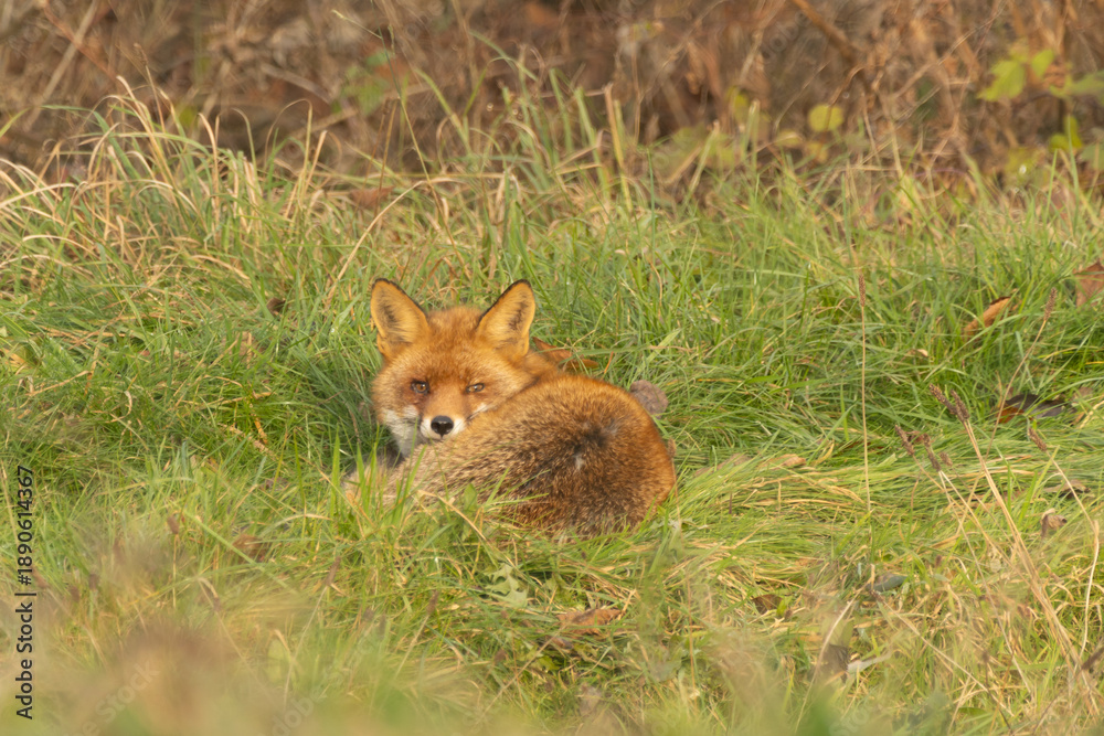Obraz premium Rotfuchs liegt im Gras