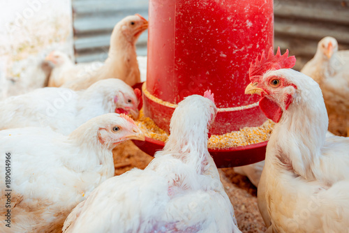 Konstfotografi White broiler chickens feeding on corn in farm