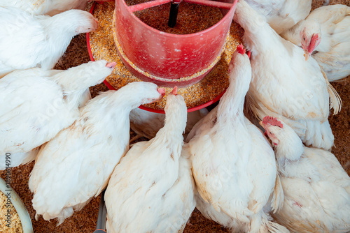 White chickens feeding from feeder at poultry farm
