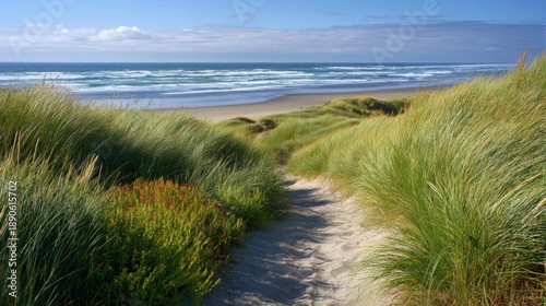 Tall grasses frame a sandy pathway that winds through dunes towards the ocean. The sky is clear and waves gently break on the shore creating a peaceful atmosphere.