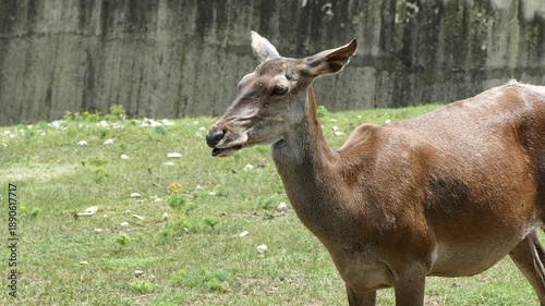 Female deer in a natural environment. Wildlife mammal animal.