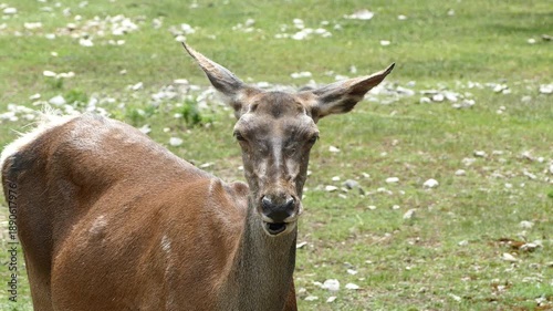 Female deer in a natural environment. Wildlife mammal animal.
