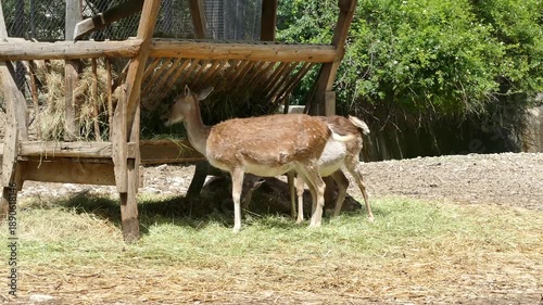 Female deer in a natural environment. Wildlife mammal animal.