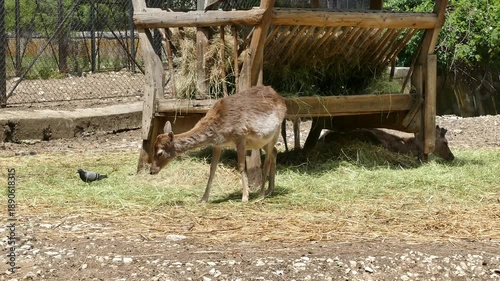 Female deer in a natural environment. Wildlife mammal animal.