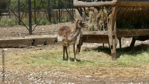 Female deer in a natural environment. Wildlife mammal animal.