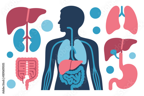 An illustration of the human body with various organs and their locations.