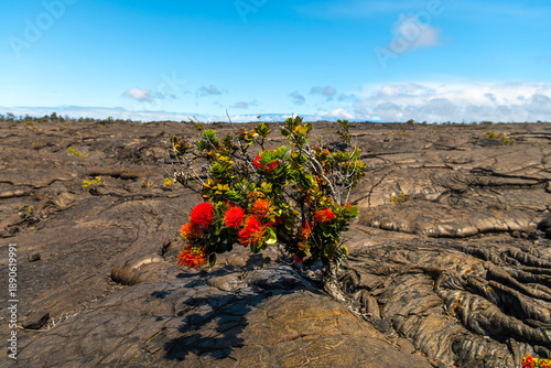 Obraz na plátně Ohia lehua tree with red flowers growing from hardened lava field on the Big Island of Hawaii, United States