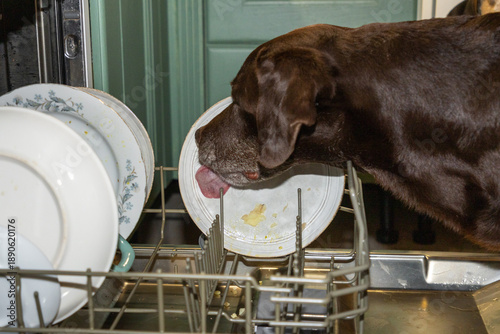 dog is licking a dish in dishwasher. the dishwasher is full of dirty dishes, the pet cleans the plates while, owner is not around. a prank.