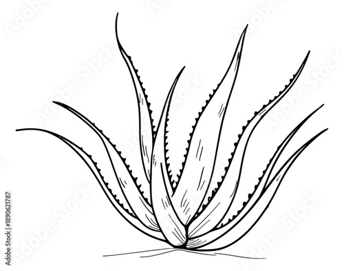 Hand drawn line art illustration of an aloe vera plant depicting a succulent with spiky leaves for botanical and herbal design