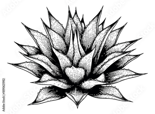 Vintage hand drawn line art illustration of an agave plant depicting a succulent for natural designs
