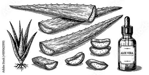 Hand drawn line art aloe vera elements set featuring whole plants, leaves, slices, and an oil bottle for natural cosmetic and health product design