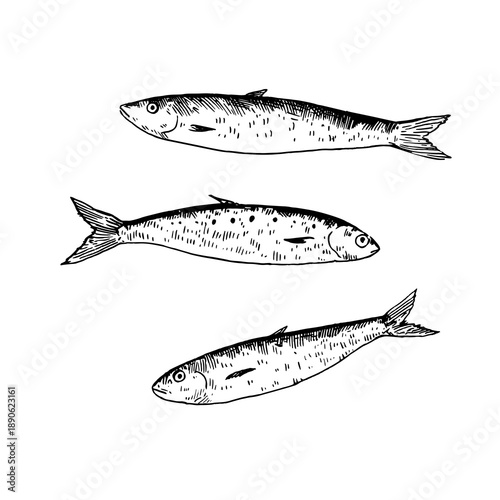 Ink sketch of sardine. Hand-drawn black and white illustration.