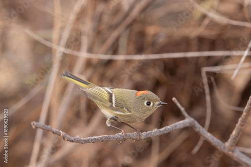 A Ruby Crowned Kinglet with its red crown displayed flicks its wings while perched on a small twig in front of thick winter brown bushes.