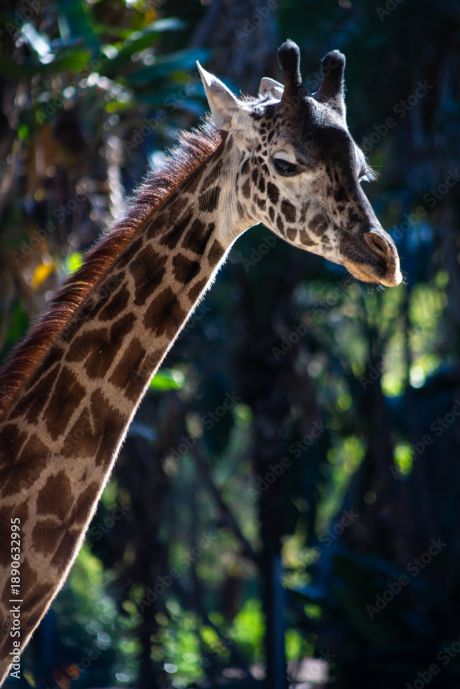 Fototapeta premium glancing portrait of a giraffe