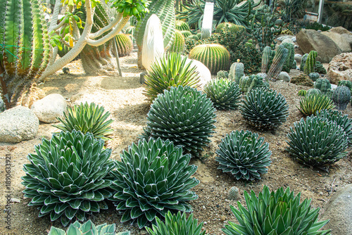 Agave victoriae-reginae ,cactus in the garden