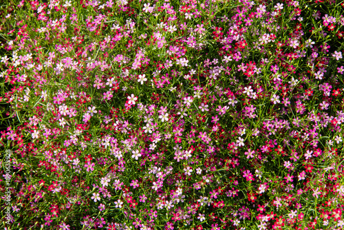 Colorful muti floral blooming in garden