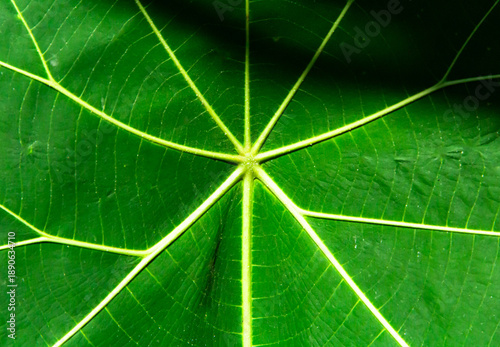 Wallpaper Mural Close up of green leaf texture. Abstract background Torontodigital.ca