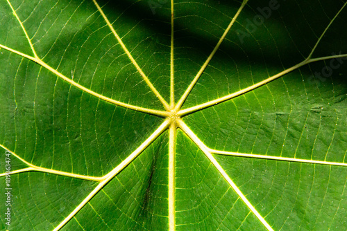 Close up of green leaf texture. Abstract background