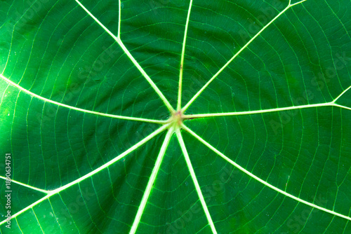 Close up of green leaf texture. Abstract background