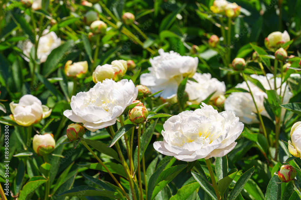 Fototapeta premium Beautiful white peony bush blossoms growing in a garden, illuminated by sunlight with fresh green leaves and soft natural plant background. Decorative flower for park, flower bed and landscape design