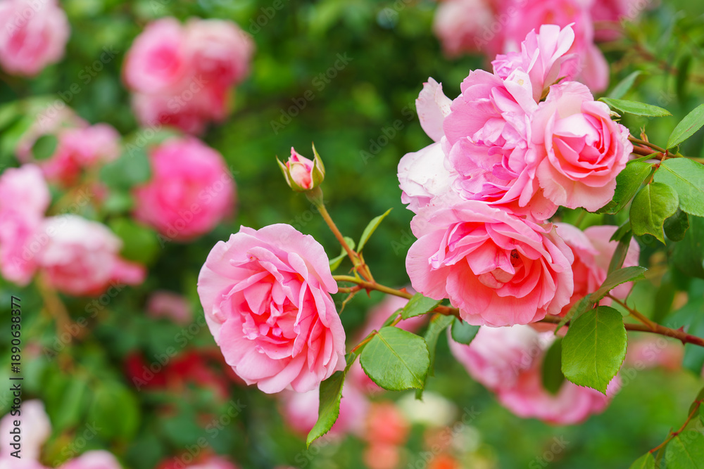 Obraz premium Branch of delicate pink roses in full bloom growing in summer garden. Romantic floral background with natural light, decorative flowers and green foliage. Spring and nature, gardening, plant breeding.