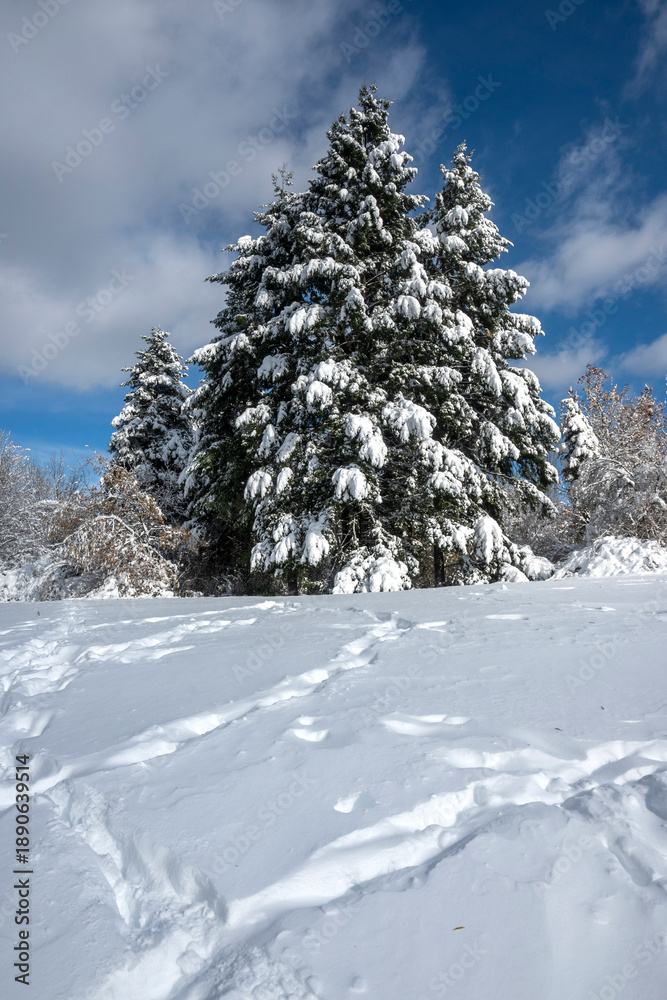 Obraz premium Landscape of South Park in city of Sofia, Bulgaria