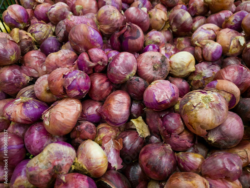 Slika na platnu Las cebollas rojas, llamadas así en Panamá, Colombia y Ecuador, son cultivares de cebolla con una piel roja púrpura, y una carne blanca con matices rojizos