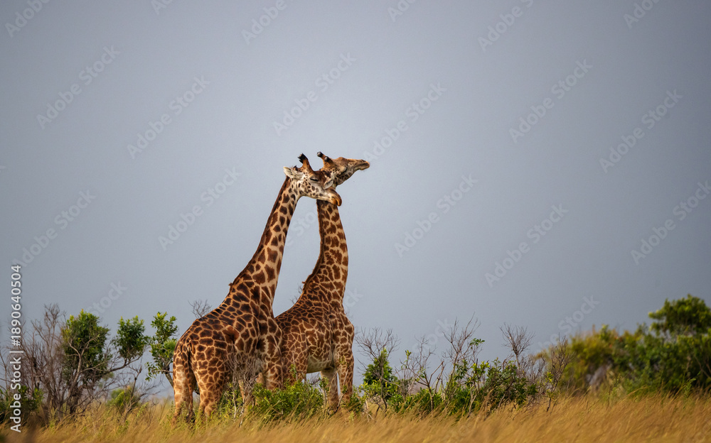 Fototapeta premium Giraffes standing together in the grassland in Kenya