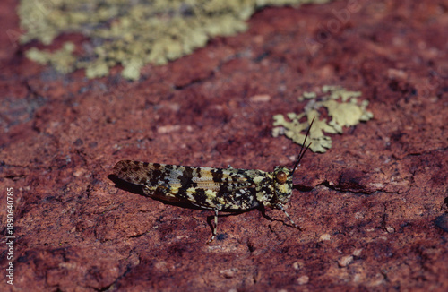 The distinctive color and pattern of the Lichen Grasshopper (Trimerotropis saxatilis) helps camouflage this insect by making it appear to be a patch of greenish lichen on reddish rock in Ozark glades.