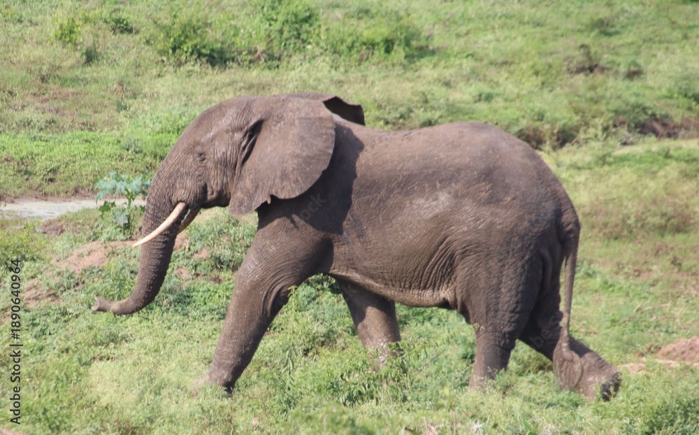 Fototapeta premium African Elephant (Loxodonta africana), aka African Bush Elephant, Queen Elizabeth National Park, Uganda, Africa.