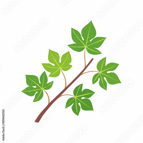 Devil's ivy leaves on twig, branch ceylon creeper foliage, hedera helix