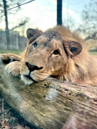 lion in zoo
