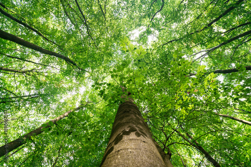 Foto Blick nach oben in grüne Baumkronen im deutschen Wald