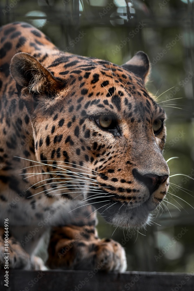 Obraz premium Captive Animals