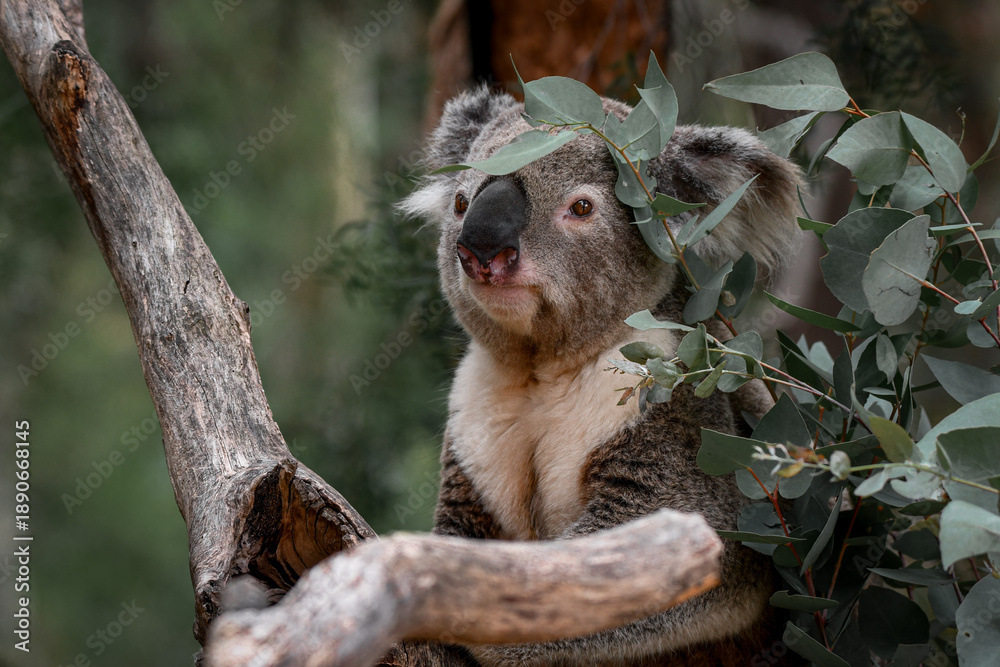 Naklejka premium Captive Animals