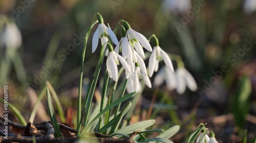 Snowdrop Flowers on a Sunny Spring Day in Europe Galanthus Nivalis