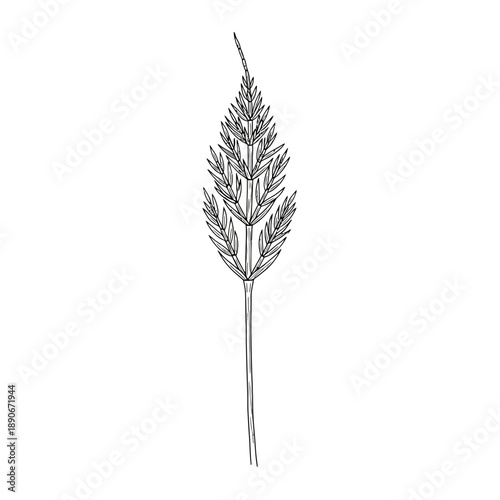Botanical illustration of a single grass seed head on a white background.