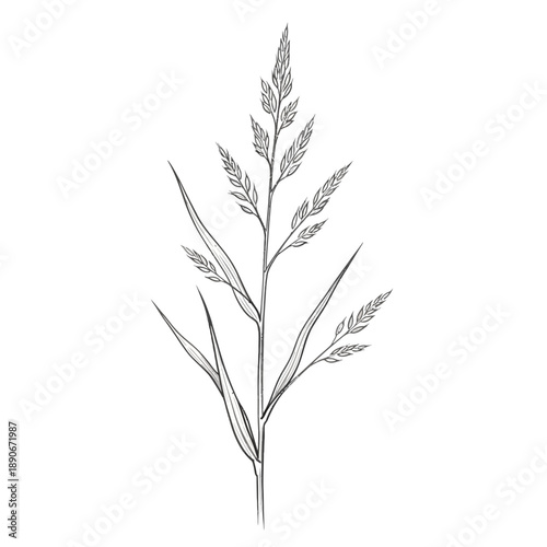 Delicate line drawing of a single grass stalk with seed head, white background