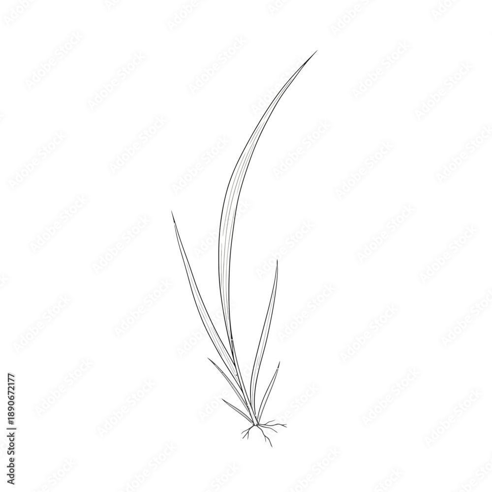 Fototapeta premium Single blade of grass illustration, hand-drawn line art, white background