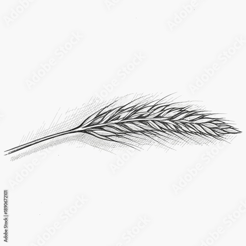 Hand-drawn sketch of a single wheat stalk in black and white
