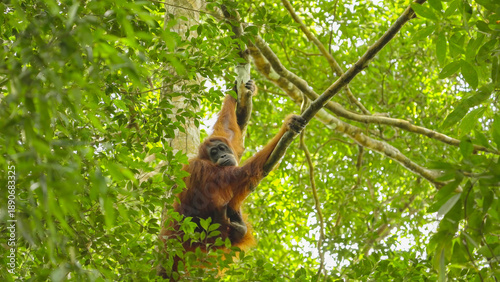 an orangutan mother looking around while her baby plays in the rainforest of gunung leuser national park on sumatra, indonesia