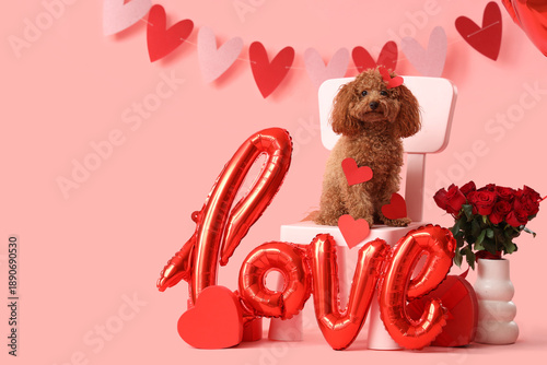 Cute Toy Poodle dog sitting on chair with bouquet of red rose flowers and air balloons in shape of word LOVE pink background. Valentine's Day celebration © Pixel-Shot